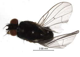 Image of Emmesomyia