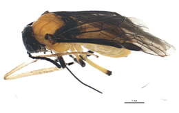 Image of <i>Athalia kashmirensis</i>