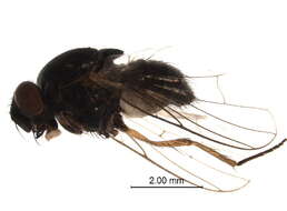 Image of Emmesomyia