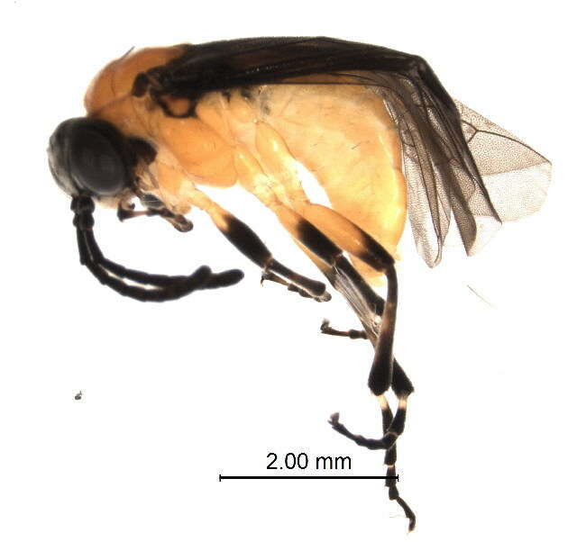 Image of <i>Athalia kashmirensis</i>