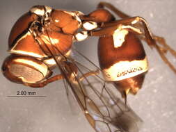 Image of Polistinae