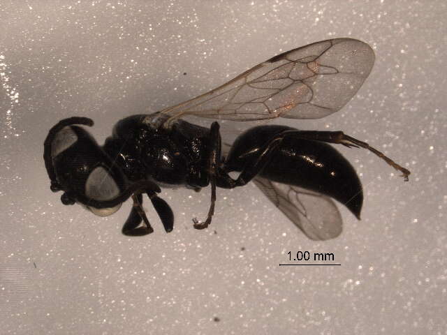 Image of Tachysphex nitidissimus de Beaumont 1952