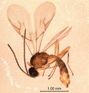 Image of Parasitic wasp