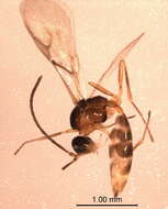Image of Parasitic wasp