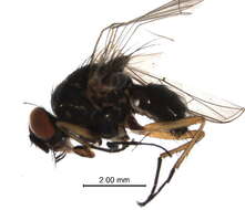 Image of Emmesomyia