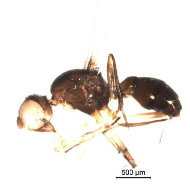 Image of Sepsis dissimilis Brunetti 1909