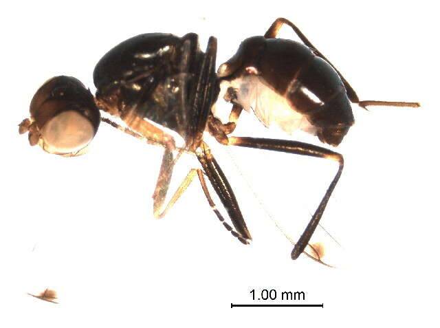 Sepsis thoracica (Robineau-Desvoidy 1830)的圖片