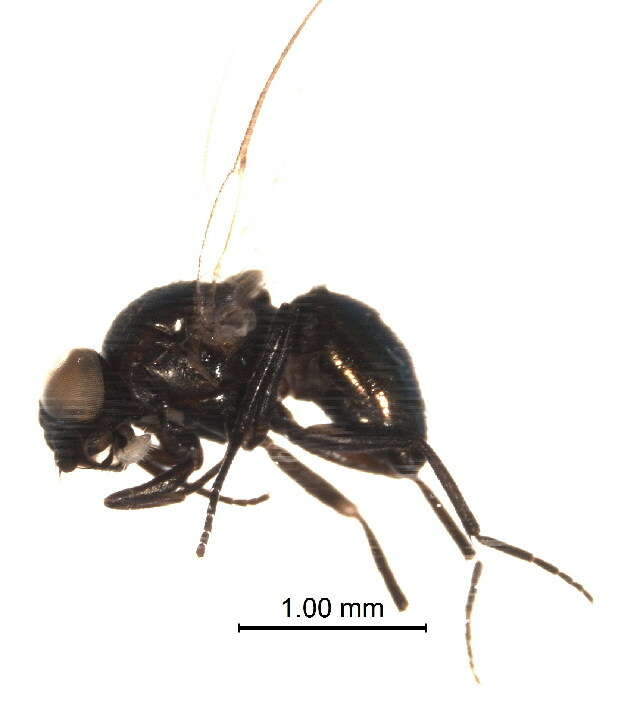 Image de Phytomyza thalictrella Spencer 1981