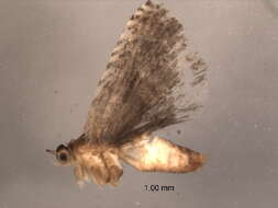 Image of Eurasian Hemp Moth