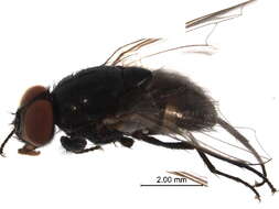 Image of Musca crassirostris Stein 1903