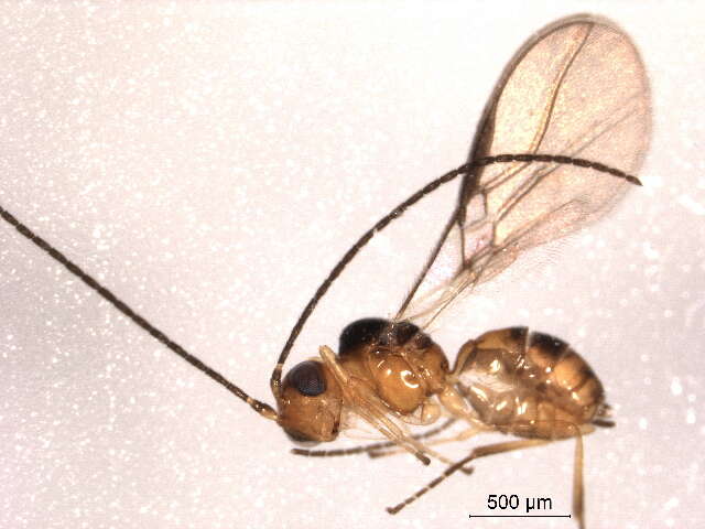 <i>Phaedrotoma depressa</i>的圖片