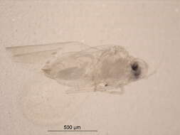 Image of Dialeurodes