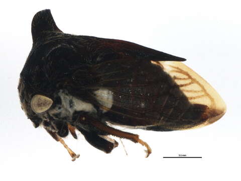 Image of Leptocentrus