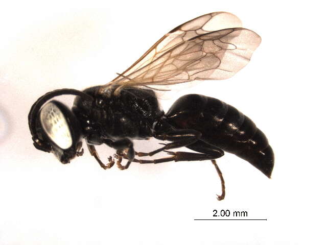 Image of Tachysphex nitidissimus de Beaumont 1952