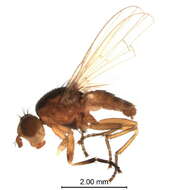 Image of <i>Ditaeniella grisescens</i>