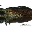 Image of Buprestinae