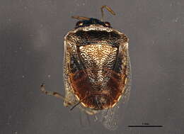 Image of Eysarcoris