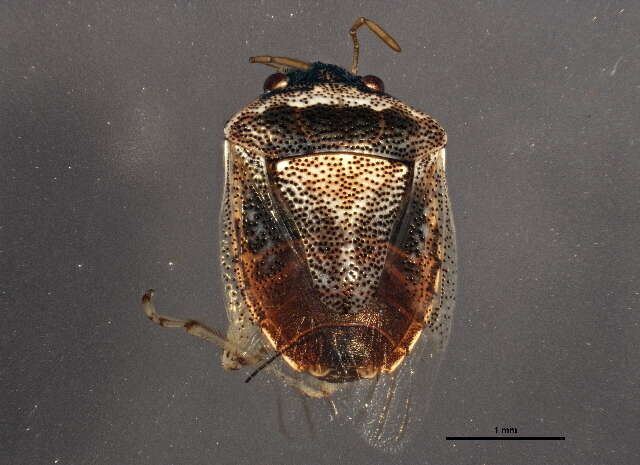 Image of Eysarcoris