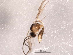 Image of Parasitic wasp