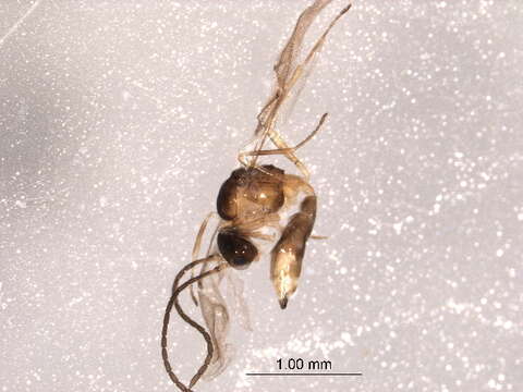Image of Parasitic wasp
