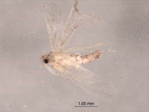 Image of Ermine Moths and kin