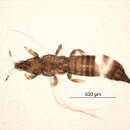 Image of Chirothrips meridionalis Bagnall 1927