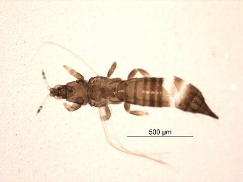 صورة Chirothrips meridionalis Bagnall 1927