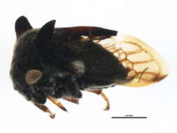 Image of Leptocentrus