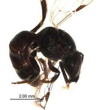 Image of Lasioglossum albescens (Smith 1853)