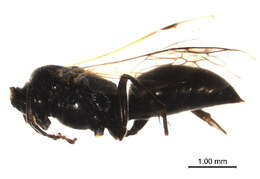 Image of Tachysphex nitidissimus de Beaumont 1952