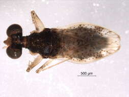 Image of shore bug