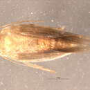 Image of Oposteginae