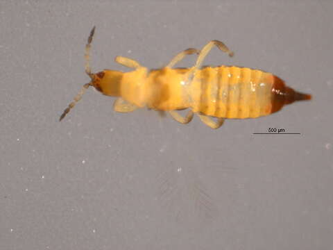 Image of Plicothrips apicalis (Bagnall 1915)