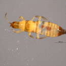 Image of Plicothrips