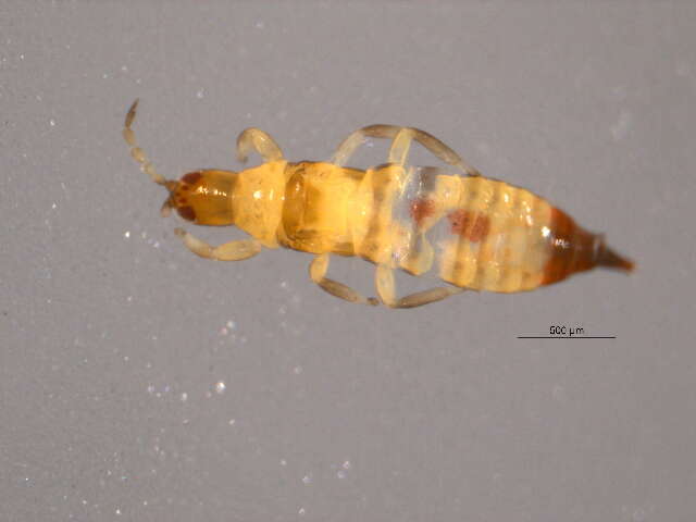 Image of Plicothrips