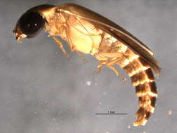Image of Rhagophthalmidae