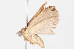 Image of Hypena mandatalis Walker 1859