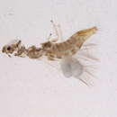 Image of Diarthrothrips nimbus (Ananthakrishnan 1965)