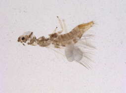 Image of Diarthrothrips