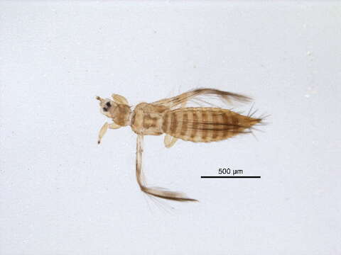 Image of Lefroyothrips