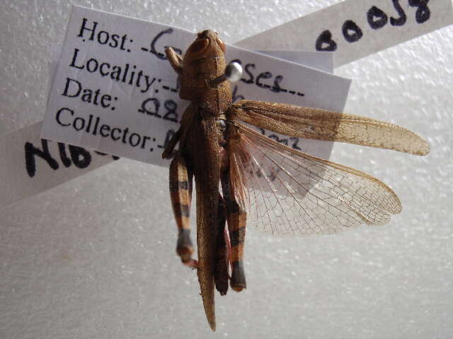 Image of Catantops erubescens (Walker & F. 1870)