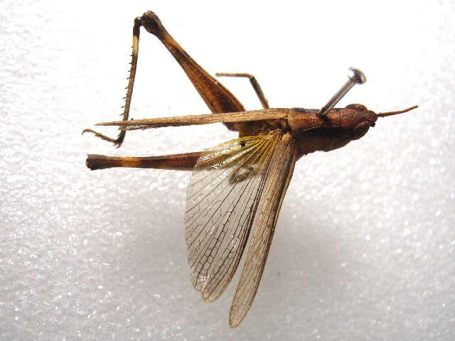 Image of slant-faced grasshopper