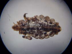 Image of ungulate lice