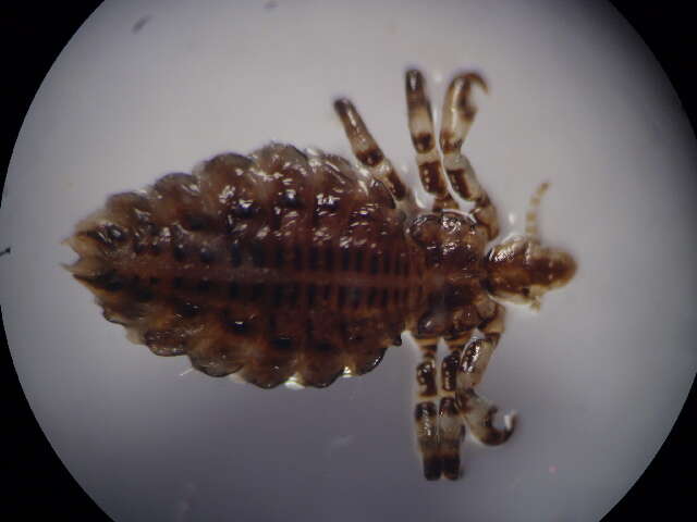 Image of ungulate lice