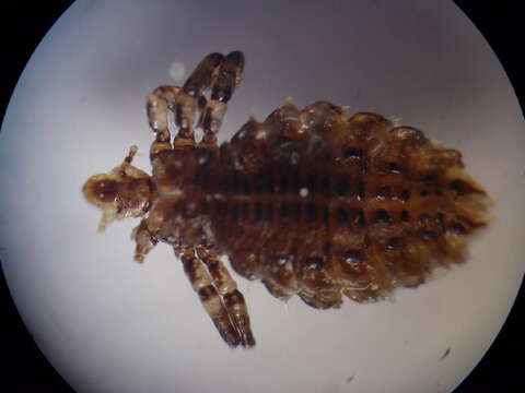 Image of ungulate lice