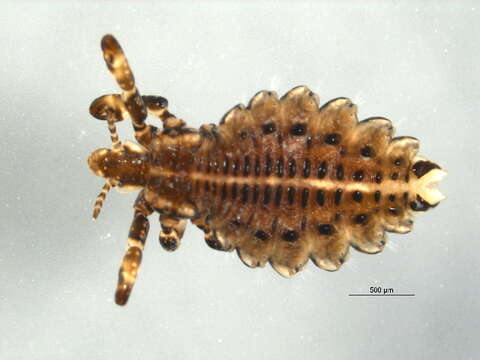 Image of ungulate lice