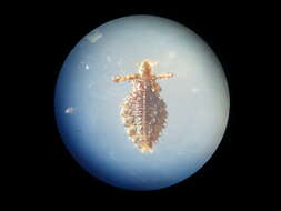 Image of ungulate lice