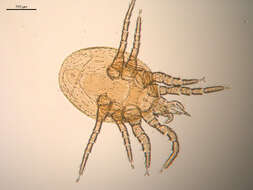 Image of Pseudoparasitus