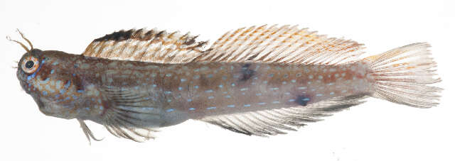 Image of Blenniella