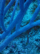 Image of Plexauridae Gray 1859